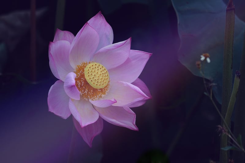 Loving-Kindness Meditation